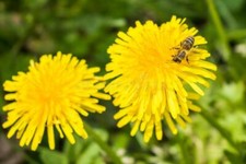 Taraxacum seёds 500 Taraxacum