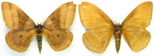 Farfalla spalmata montata - farfalla,