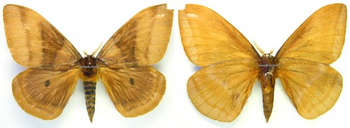 Farfalla spalmata montata - farfalla,