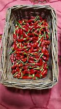DIAVOLICCHIO CALABRESE 30 SEMI DI PEPERONCINO PICCANTE + SEMI OMAGGIO BIO SEEDS!