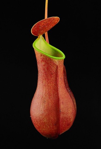 Pianta carnivora nepenthes - -,