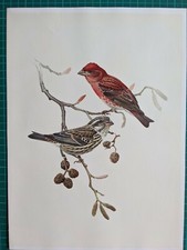 Stampa Di Uccello 1971 Frosone Viola