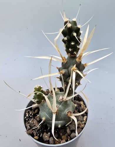 Tephrocactus articulatus - tephrocactus,
