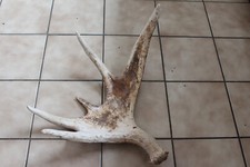 CORNA DI ALCE SVEDESE