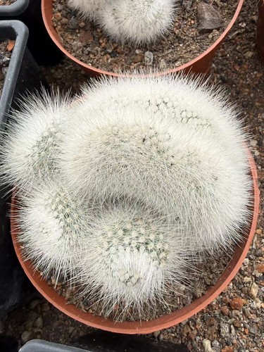 Notocactus scopa esplosivo
