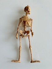 Scheletro umano