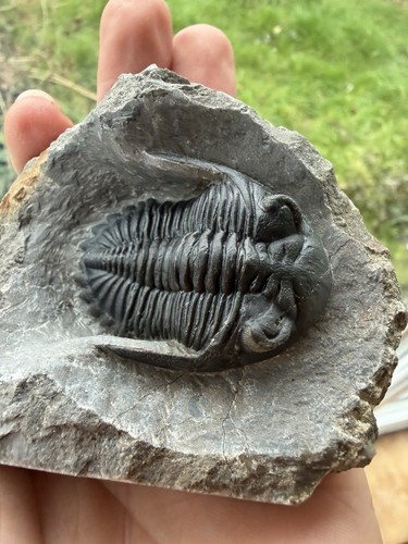 Hollardops trilobite fossil - trilobite,