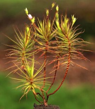 RORIDULA GORGONIAS - PIANTA