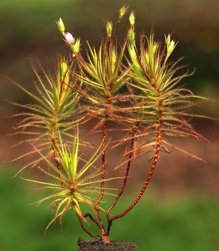 Roridula gorgonias pianta - roridula,