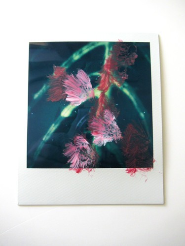 Araki polaroid originale - araki:,