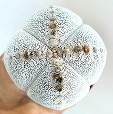 Astrophytum cv ONZUKA QUADRICOSTATUM - Cappello da Vescovo | Stella del Deserto
