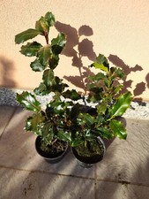 Agrifoglio (Ilex aquifolium