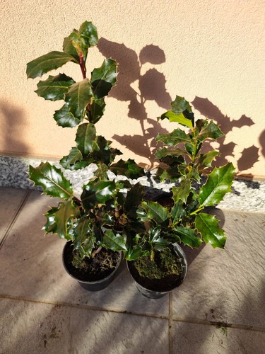 Agrifoglio ilex aquifolium - (ilex,