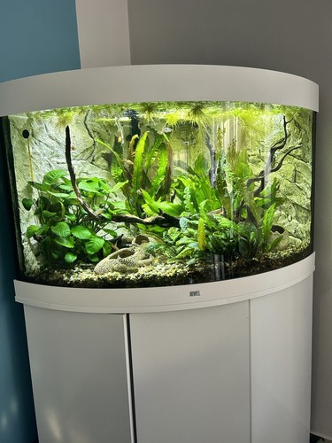 Acquario juwel - acquario,
