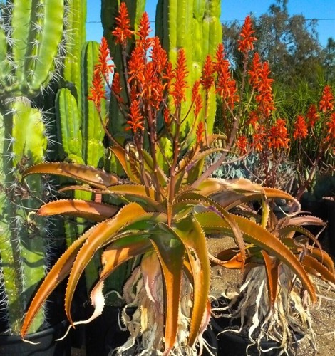 Aloe vaombe seeds semi - vaombe,