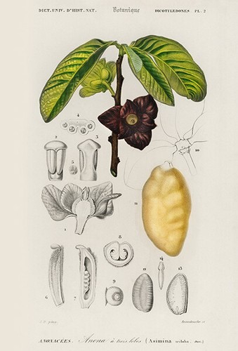 Pawpaw - (asimina,