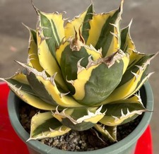 12 cm Agave titanota