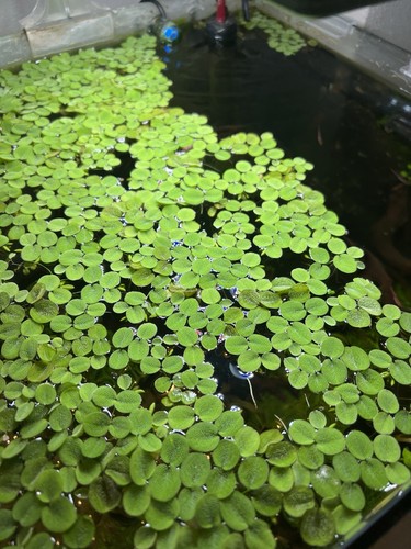 Salvinia minima pianta - salvinia,