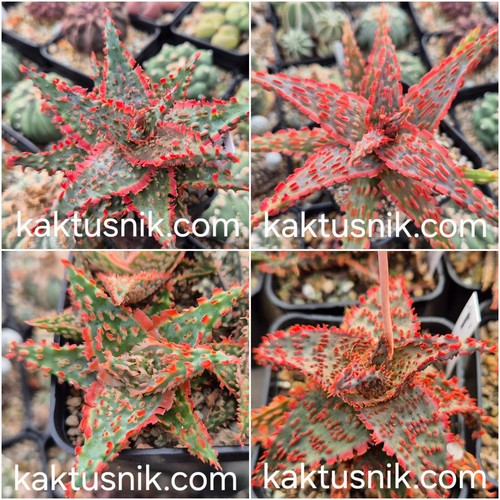 Aloe tct mix ibrido semi - aloe, 20