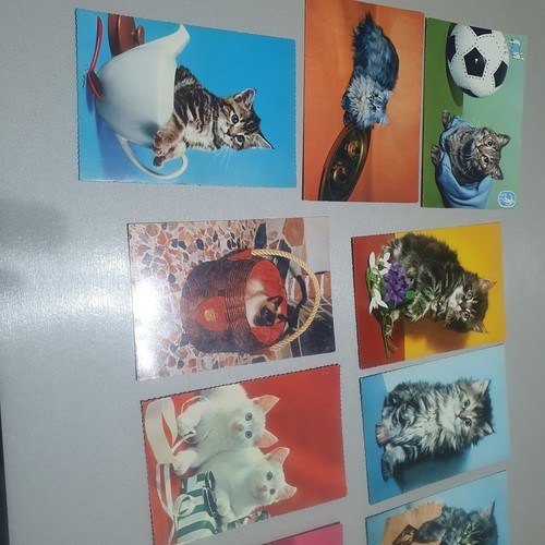 Cartoline con gatti anni - con,