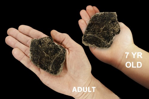 Biotite book mica 2 - biotite, 2"