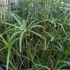 2 pianteCyperus Alternifoglius