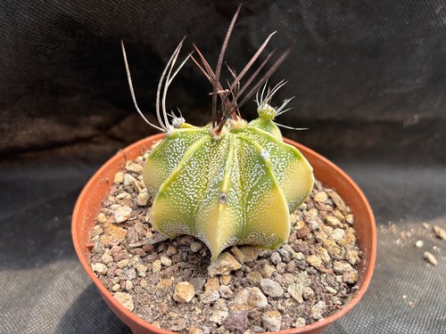 Astrophytum capricorne - astrophytum,