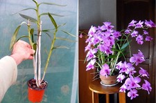 Dendrobium bigibbum