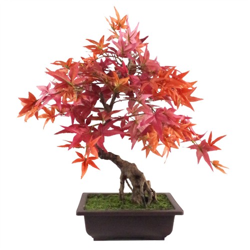 Bonsai acero rosso - bonsai,