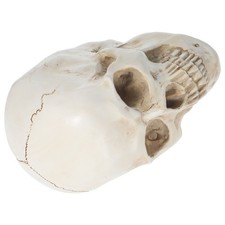 di cranio umano insegnamento