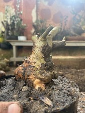 Bonsai ..Olivastro Età 10