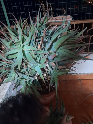 Aloe arborescens - aloe,