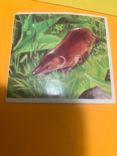 Figurina mondo degli - n.16, il