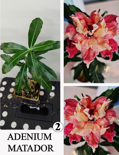 Adenium matador rosa - rosa, uva