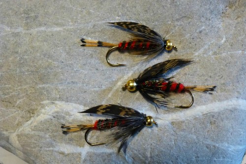 Goldkopf hardy s - 3, hardy's
