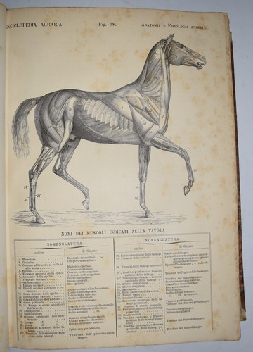 Agricoltura fig 1880 - agricoltura,