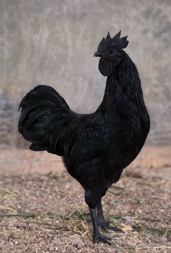 Uova feconde cemani - uova,
