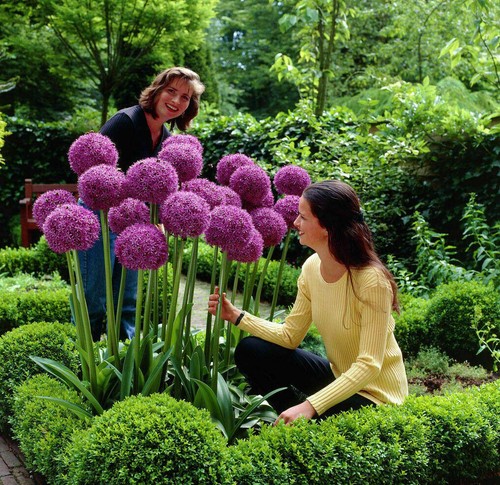 Semi porro gigante allium - porro,