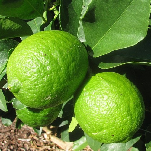 Pianta limone tahiti o - limone,