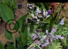 Thalia dealbata - pianta acquatica da laghetto, mastello o tinozza.