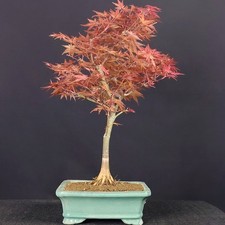 BONSAI ACERO BENI MAIKO Acer