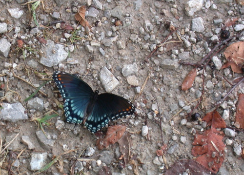 Bellissima stampa fotografica