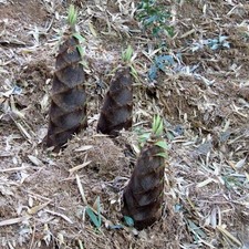 Bambu 25 rari Semi di,Madake Phillostachys,Bambusoides,Bamboo ,Raccolto 2024