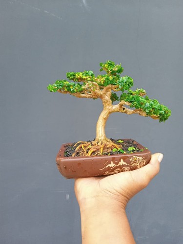 Bonsai premna microphylla - bonsai, di