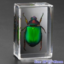 Insetto IN Resina Esemplare