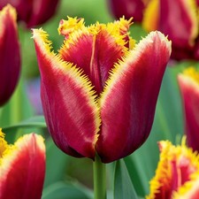 Tulipani bulbi di fiori