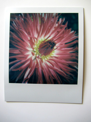 Araki polaroid originale - polaroid,