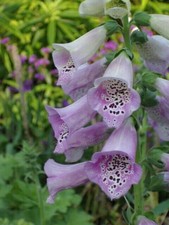 1 GR DI DIGITALIS PURPUREA ''lavanda" CA. 10000 SEMI
