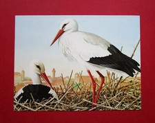 CHRIS SHIELDS 6,2" x 4,7"