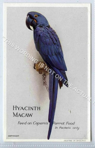 Capern bird - (klh7337-487),